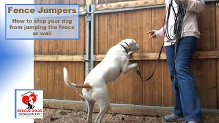 Fence Jumpers Stopped- How to teach your dog to stop jumping the fence