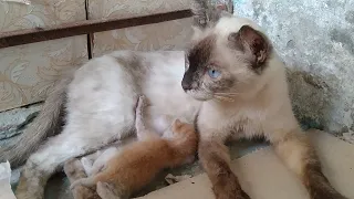 Orphan Kitten Was Starving Before He Found Nursing Mother Cat