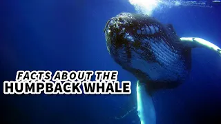 Humpback Whale Facts: WHY are they called HUMPBACK? 🐋