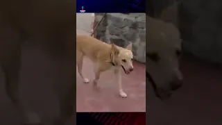 Deportan perrito que cruzó la frontera