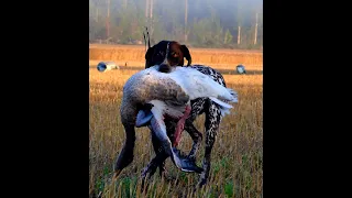 Merihanhen metsästys - Greylag Goose Hunting