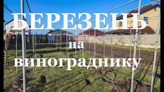 🔴БЕРЕЗЕНЬ місяць на винограднику...