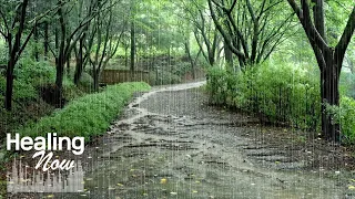 Relaxing Forest Rain sounds for sleep - use it for relaxation, study, stress relief, meditation