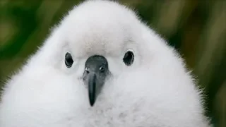 Fluffy Chicks are Blown From Their Nests in Antarctic Storms | Seven Worlds, One Planet | BBC Earth