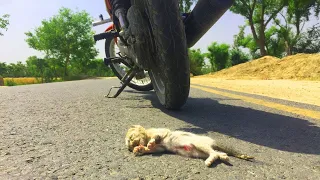 Attempt Kitten Rescue In A Car Accident || Emotion Burial Of Kitten ( RIP ) 😢😢😢😢 (2)