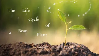 The Life Cycle of a Bean Plant for Kids