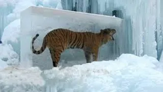 10 ANIMALS FOUND FROZEN IN ICE