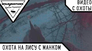 Охота на лису с манком.  Зима 2017