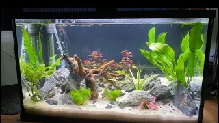 New 10 Gallon Mexican Dwarf Crayfish Aquarium Aquascape