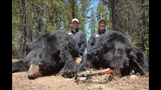 Giant Spring Black Bears in Saskatchewan