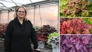 Dolce® vs Primo® Heuchera Series | Walters Gardens