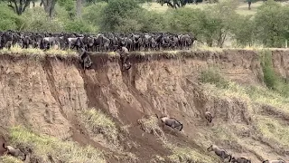 The Great Migration - Wildebeests crossing Mara River in Tanzania