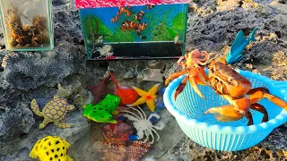 Find big crabs in the sea, ornamental fish, nemo fish, hermit crabs, snails, starfish, sharks