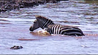 A Crocodile Kill at river crossing Masai Mara Kenya