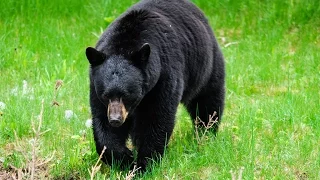 Spring Bear Hunt Announcement - October 30, 2015