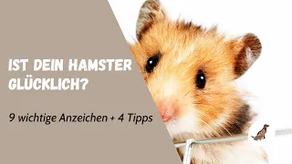 9 Anzeichen: Ist dein Hamster glücklich? [inkl. 4 genialer Tipps]