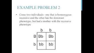 Punnett square practice problems (simple)