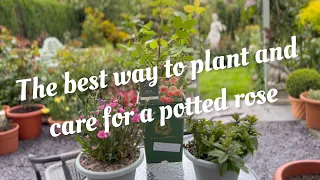 The best way to plant / grow roses in container pots | Plus after Care Advice | David Austin Roses