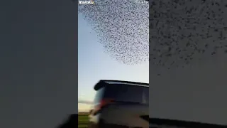 Murmurations of starlings