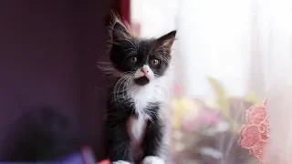 Смешные кошки бесплатно 2019 - Смешное видео МатроскинТВ