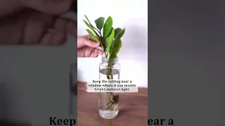 Easy Way to Propagate ZZ PLANT