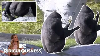 Animals: Fun But Also Gross | Grossest Episode Ever | Ridiculousness