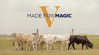 V8 Made for Magic V Online Sale July 4-5, 2022