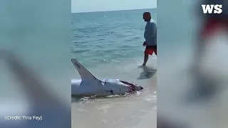 A group of men helped a stranded mako shark back into the water on Pensacola beach, Florida