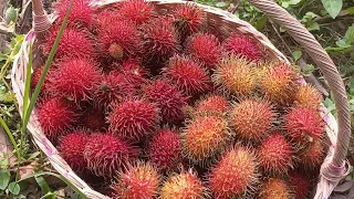 Rambutan