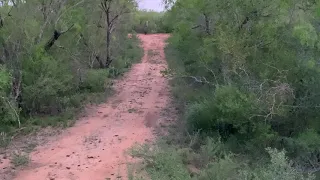 South Texas Hog headshot