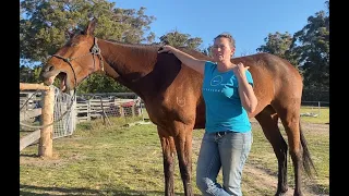 Simple at home equine massage routine