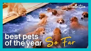 Best Pets Of The Year...So Far: PART II (2020)