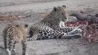 Leopard cubs of Mala Mala