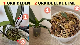 Orkideyi Keserek Çoğaltın! Bir Orkideden İki Orkide Elde Edin/Orkide Çoğaltma/Keiki