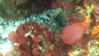 Lobster Diving | Tietiesbaai, Paternoster