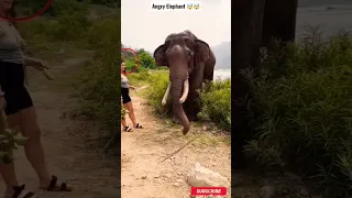 Wild Elephant With Girl 😱🤯🤯  #shorts #shortvideo #elephant