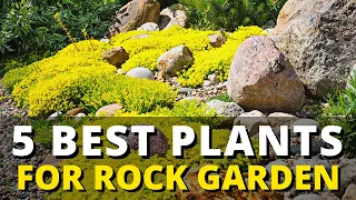 5 Best Plant for Rock Garden 🪨 🏡 Landscaping Ideas for Your Garden 🌼🌻