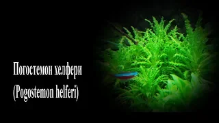 ПОГОСТЕМОН ХЕЛФЕРИ Pogostemon helferi