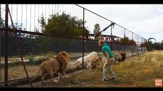 ТАКОГО НЕ БЫВАЕТ ! Человек  вмешивается в ДРАКУ ЛЬВОВ ! Тайган.