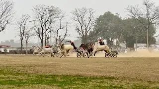 ਹੀਟਾ ਦੀਆ ਤਿਆਰੀਆ  (21-1-2024) Ox race punjab