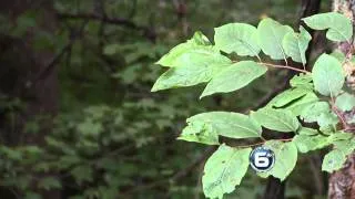 Remains Found in Great Smokies National Park