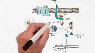 G Protein Signaling - Handwritten Cell & Molecular Biology