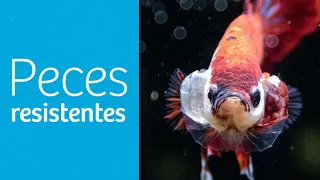 Top 9️⃣ · Los PECES más RESISTENTES de AGUA DULCE