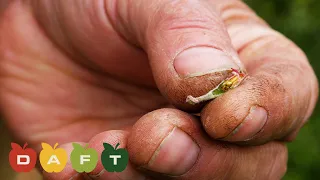 A CLOSE UP Look at Frost Damaged Apple Blooms | DAFT