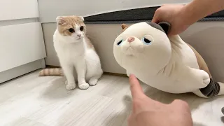 猫がイタズラしてたので代わりにぬいぐるみを叱ったらこうなっちゃいました…笑