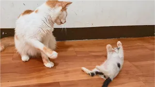 Kitten is punished after playing with cat's tail, cute