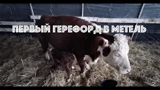 Первый герефорд в метель