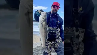 Sea Bass Fishing UK | In The Surf |  #fishingCornwall