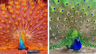 Peacock In The Wind, Beautiful, Colourful, Natural Peacocks Video #10 , Beauty of peacocks #nature