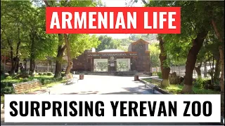 ARMENIA LIFE: Surprising Yerevan Zoo and update on Sushma